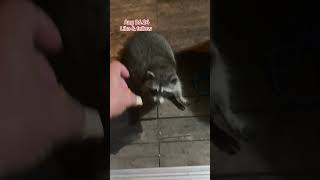 The raccoon Breakfast Club at the door Peanut Butter Club Daily Diary [upl. by Dnamra]