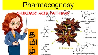 shikimic acid pathway  unit 1  pharmacognosy2  tamil [upl. by Nuajed]