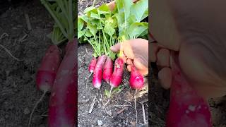 The best radish for a salad recipe 😀 these are French breakfast variety fyp gardening radish [upl. by Almita]