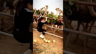 This Girl steals the Eggs of ostrich shortsvideo respect ytshorts [upl. by Adnolrehs]