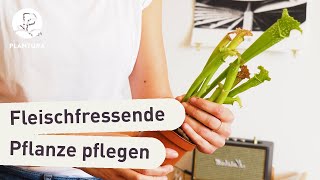 Fleischfressende Pflanzen umtopfen Anleitung amp PflegeTipps [upl. by Twitt612]