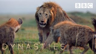 Hyena pack attacks lion  FULL CLIP  Dynasties [upl. by Ecyor314]