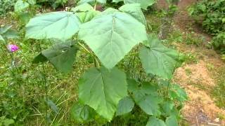 Blauglockenbaum Paulownia tomentosa [upl. by Iredale]