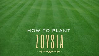 How To Plant Zoysia  The StepByStep Guide to plugs [upl. by Sordnaxela]