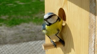 Aus dem Familienleben der Blaumeisen Parus Caeruleus [upl. by Fagen34]