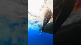 Bluefin Tuna Fishing at Tanner Bank San Diego Sportfishing fishing bluefintuna [upl. by Lucina]