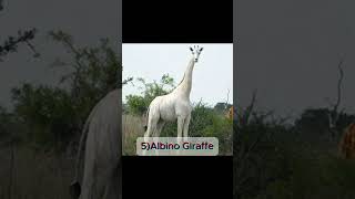 Top 10 Rarest Albino Animals You Wont Believe Exist PART 01 [upl. by Becca237]