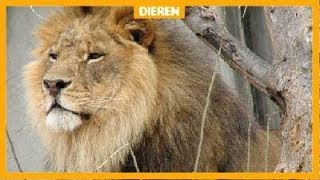 Leeuw bijt andere leeuw dood in Burgers Zoo [upl. by Erot]