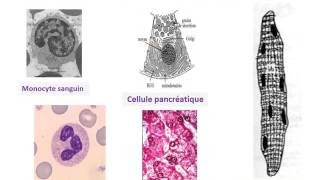 CYTOLOGIE LE NOYAU INTERPHASIQUE ET LE CYCLE CELLULAIRE [upl. by Toback]