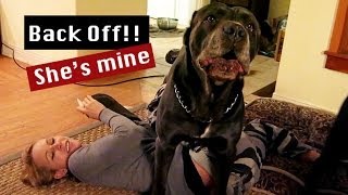 Zuzka VS Cane Corso 5 [upl. by Rosella]