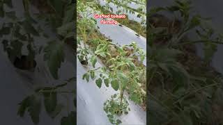 Grafted tomato farming in rainy season [upl. by Risa658]