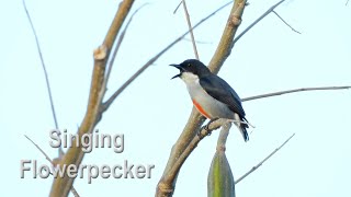 Call of the Redkeeled Flowerpecker in 4K [upl. by Dumm]