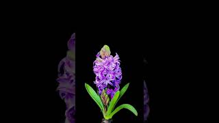 Time Lapse  Hyacinth Blooms A Sweet Spring Melody timelapse cacti cactus cactusflower [upl. by Haseefan512]