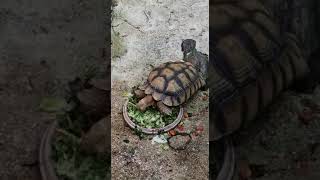 Riesenschildkröte beim Essen [upl. by Thomajan]