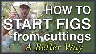 Propagate Figs From Cuttings A Better Way [upl. by Marcy]