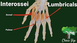 Interossei and Lumbricals of the hand animated [upl. by Bouton]