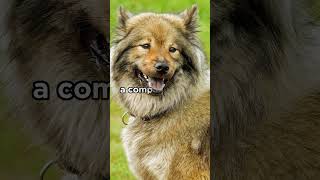 Eurasier breed origin More ↑  dogs eurasier [upl. by Addam10]