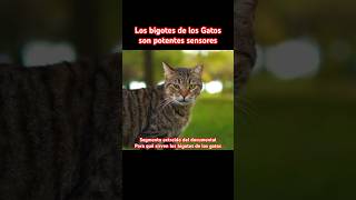 ❌ Los bigotes de los Gatos son sensores gatos gatosgrasiosos [upl. by Noivax]