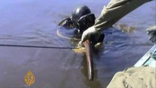 Permafrost unearths mammoth remains in Siberia  19 Oct 08 [upl. by Mignon673]