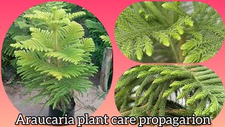 How to care for the Araucaria plant  araucaria cuttings  Grow green 445 [upl. by Jobyna]