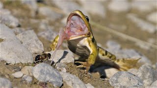 Frosch jagt Fliege und Mistbiene  Frog hunting fly and common drone fly [upl. by Aneelehs]