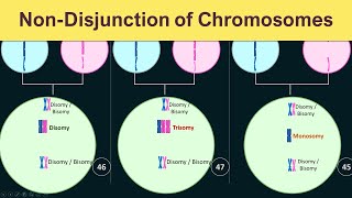 NonDisjunction of chromosomes  Trisomy Monosomy amp Disomy [upl. by Lenni]