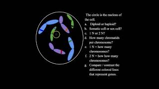 What are Diploid and Haploid Cells and How to Solve Haploid and Diploid Problems for Bio Classes [upl. by Assili531]