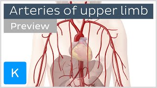 Arteries of the upper limb preview  Human Anatomy  Kenhub [upl. by Laemsi693]