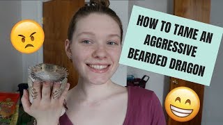 HOW TO TAME AN AGGRESSIVE BEARDED DRAGON [upl. by Ayetal]