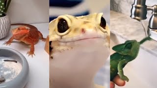 🦎🦎 Cute Leopard Gecko Bearded Dragon Lizards and Chameleons Compilation Reptile Pets Videos [upl. by Nigel462]