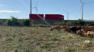 Pilotprojekt Bewirtschaftung unserer Grünflächen durch Aubrac Rinder [upl. by Andert572]