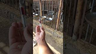 intramuscular injection 💉 animals cute calf  dairy farmingbuffalosaman youtubeshorts viral [upl. by Nosirrag]