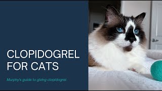 Clopidogrel for Cats [upl. by Monreal]