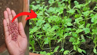 How to grow Coriander leaves from seeds at home  Ar2 Garden  Coriander leaves [upl. by Ennaeiluj]