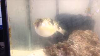 Aquarium Diary 20 Milk Spotted Puffer Chelonodon Patoca the Spotty Puffing itself [upl. by Dasteel]