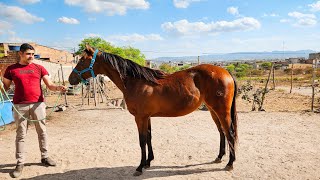 POTROS TODOS PURO PARA VAQUEJADA À VENDA COM O MEU PARCEIRO PAULO A PARTIR DE R3000🐴 [upl. by Ralf]