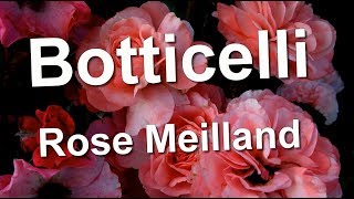 Botticelli Rose Meilland [upl. by Larry]