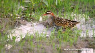 Buffbanded Rail [upl. by Atiuqam232]