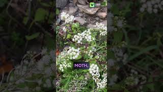 White Snakeroot Plant wildflowers flowers plants garden gardening nature outdoors botany [upl. by Yrac]