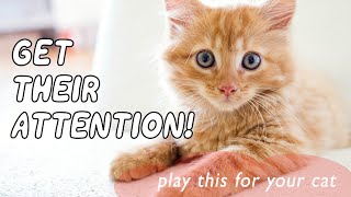 Cat noises for enrichment [upl. by Kit]