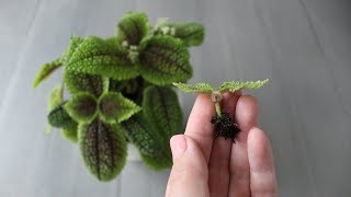 Pilea involucrata vriendschapsplant stekken [upl. by Prudhoe307]