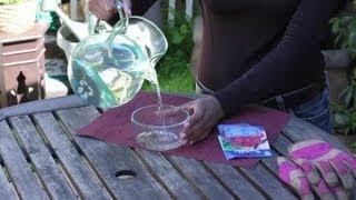 How to Soak Seeds Before Planting  Seed Planting Tips [upl. by Plato440]