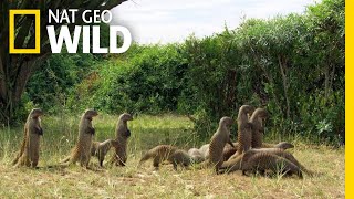 Mongooses Stick Together For Survival  Nat Geo Wild [upl. by Nuarb]