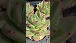 echeveria agavoides old egg succulent agavoides plants [upl. by Ahon812]