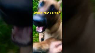 The Madness of Malinois Puppies belgianmalinois doglover dog dogshorts youtubeshorts trending [upl. by Adlog701]