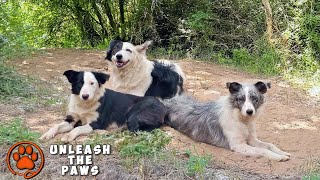 Border Collie Family Left in the Forest – Mama Dog was so happy to be found [upl. by Stier]