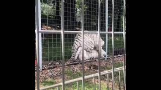 Tigers mating at national tiger sanctuary raw unedited  tiger [upl. by Auka]