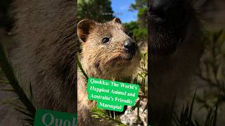 Quokka The World’s Happiest Animal from Australia [upl. by Arremat]