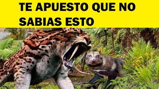 ¿TIGRES DIENTES DE SABLES EN CHILE ANIMALES PREHISTORICOS DE CHILE [upl. by Rhett]