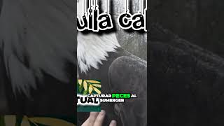 El poderoso espíritu guía del águila calva en América del Norte [upl. by Boycey631]